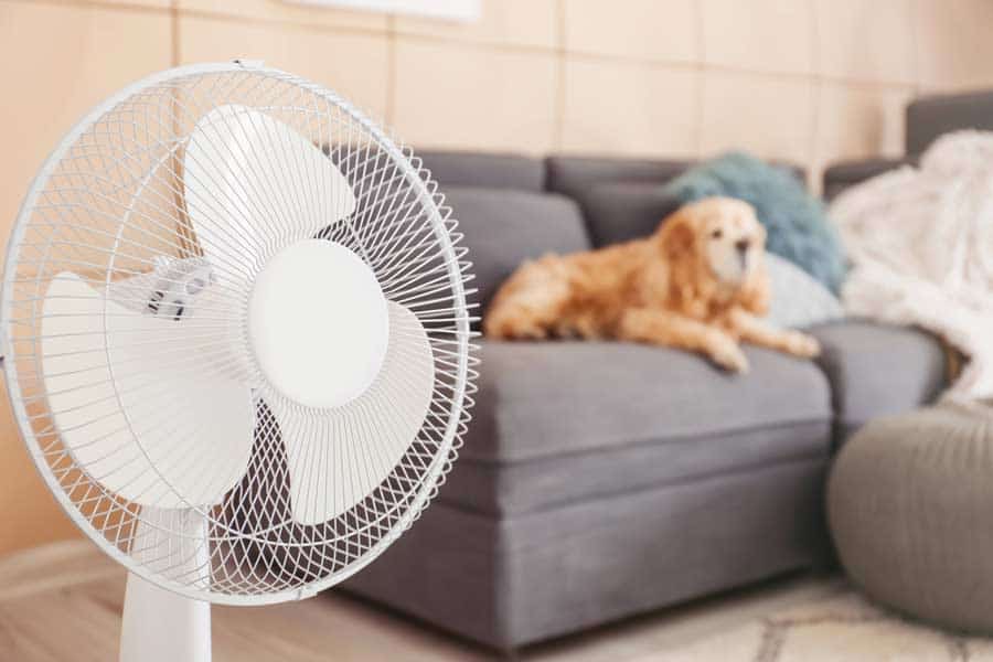 Ventilator für gute Luft im Wohnraum mit Hund (de.depositphotos.com)